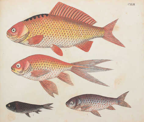 [Естествознание в картинках с пояснительным текстом профессора д-ра Штрака, изданное литографическим институтом], 1819